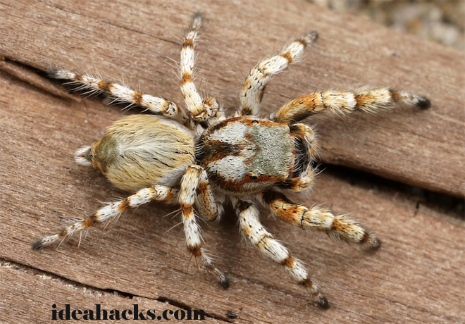 Bagheera kiplingi Jumping Spider