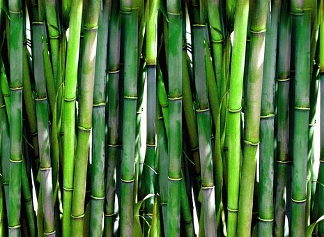 Bamboo Forest