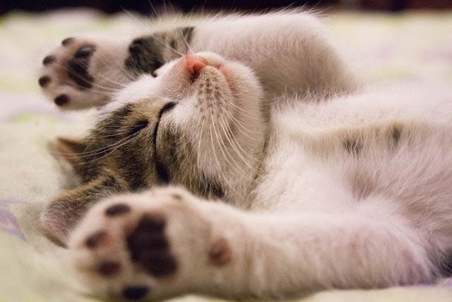 Kitten Asleep on Rug