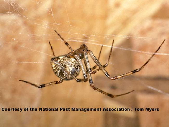 Common House Spider