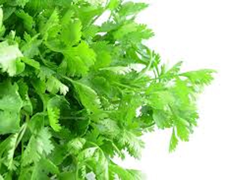 Coriander/Cilantro