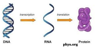 DNA and RNA