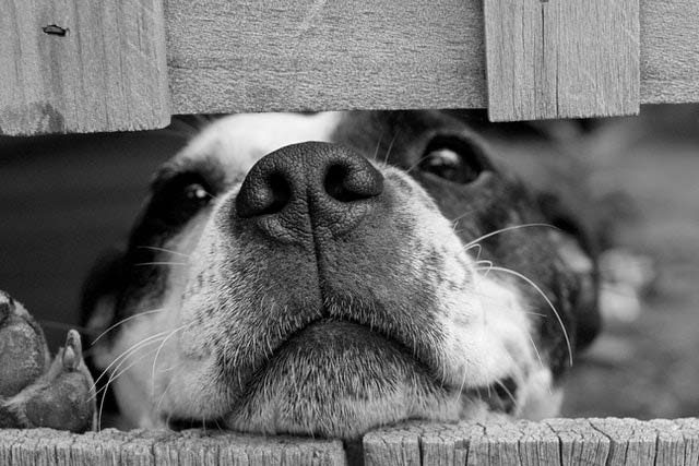 Dog Looking Out Behind Fence