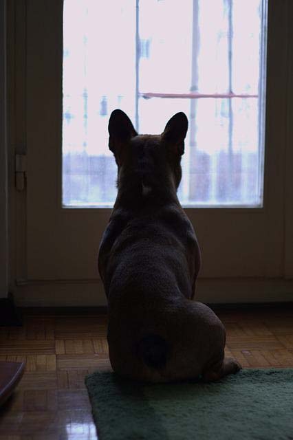 Dog Waiting By Window