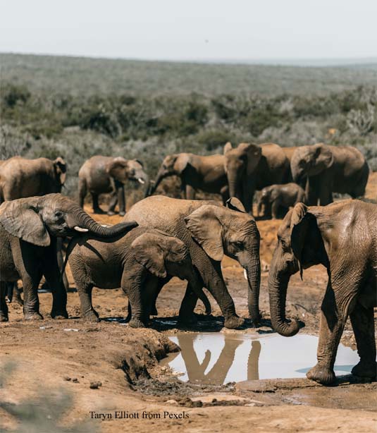 Elephant Herd