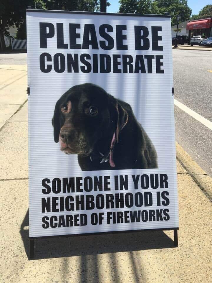 Scared Dog