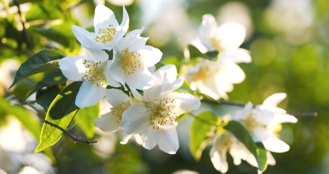 Jasmine Plant