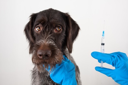 Dog Getting a Vaccination