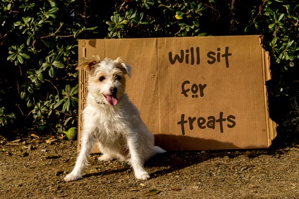 Dog Willing To Be Trained