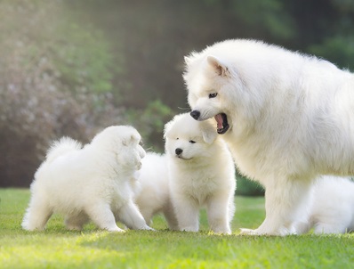 Dog Family Playing