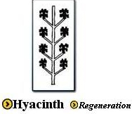 Hyacinth Symbol