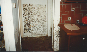 Mold from Water Damage