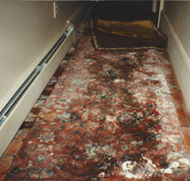 Mold And Mildew, Can You Get Mold Out Of A Rug