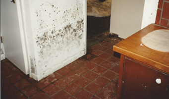 Mold and Mildew