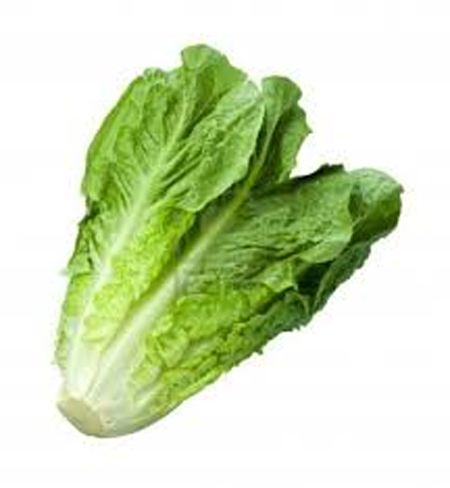 Romaine Lettuce