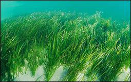 Seagrass