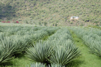 Sisal Plantation