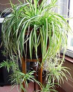 Spider Plant