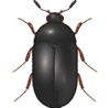Adult Black Carpet Beetle