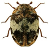 Adult Furniture Beetle