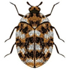 Adult Varied Carpet Beetle