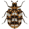 Adult Varied Carpet Beetle