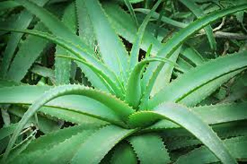 Aloe Vera