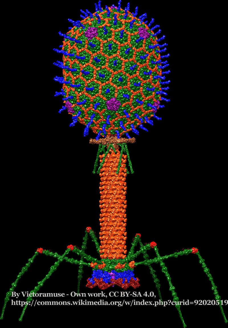 Anatomy of a Bacteriophage