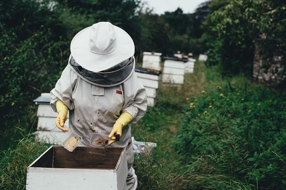 Apiary (Bee Farm)