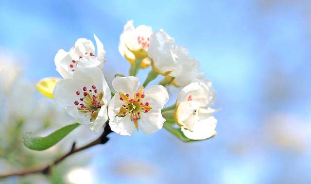 Apple Blossoms