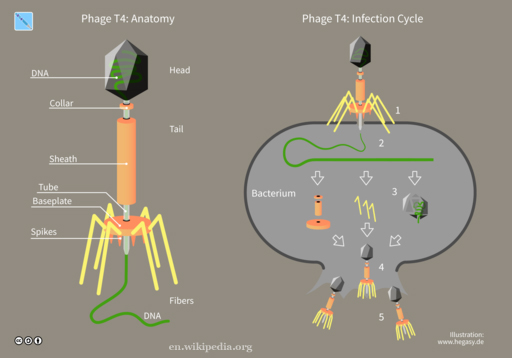 Bacteriophage Anatomy and Infection Cycle