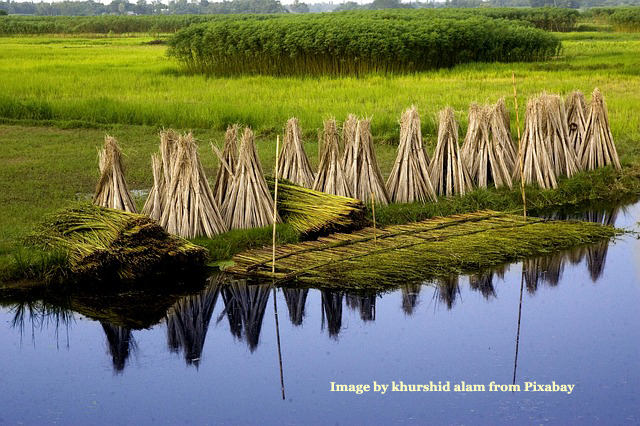 Jute Soaking or Retting During Processing