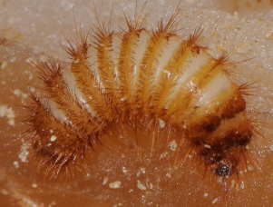 Bedbug Larva