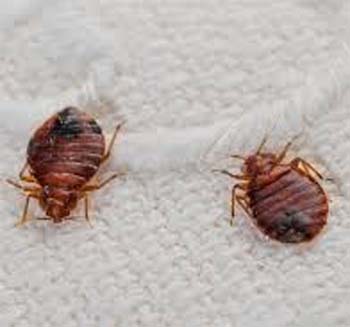 Carpet Beetles Vs Bed Bugs What S The Difference Deadpestz