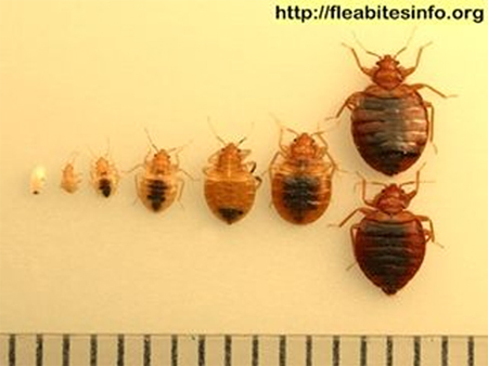Bedbugs-Eggs to Adult