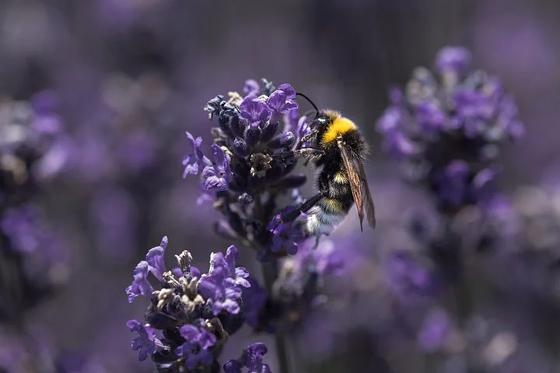 Bees on Lavendar Plant