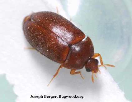 Adult Black Carpet Beetle