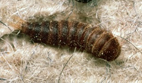 Black Carpet Beetle Larva