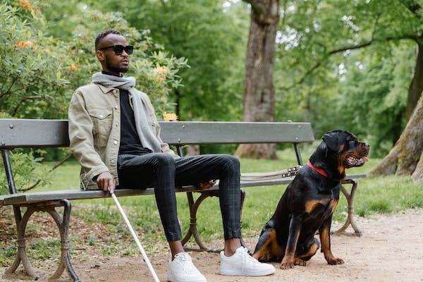 Blind Man on Park Bench with Guide Dog