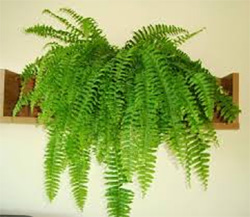 Boston Fern