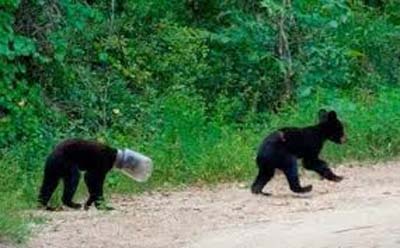 bear with bottle on head