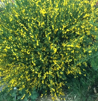 Broom Bush