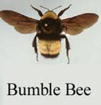 The Bumble Bee