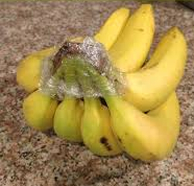 Bunch of Bananas Stem Wrapped