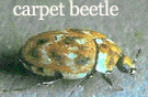 Carpet Beetle