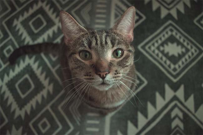 Cat on Area Rug