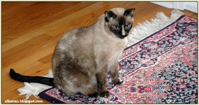 Cat urine rug outlet