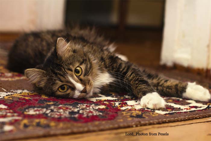 Cat on Rug