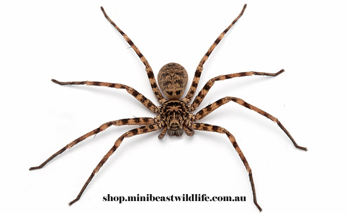 Cave Huntsman Spider