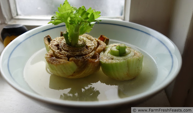 Celery Sprouting